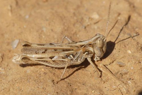 Réf. 237 679 : Dociostaurus jagoi occidentalis